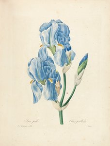 Victorin kaivertama Iris Pallida teoksesta "Kauneimpien kukkien ja kauneimpien hedelmien valinta", osa. II, 1827-33